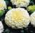 30 Marigold Marvel Vanilla (Garden Ready)