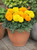 Marigold Taishan Mix (Garden Ready)