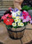 Petunia Frenzy Select Mix