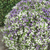 Bacopa Topia Mix