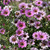 Argyranthemum Grandaisy Pink