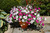 Petunia Tidal Wave (Garden Ready)