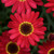 Argyranthemum Grandaisy Red