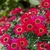 Argyranthemum Grandaisy Deep Red