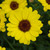 Argyranthemum Grandaisy Bright Yellow