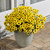 Argyranthemum Grandaisy Bright Yellow