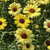 Argyranthemum Grandaisy Bright Yellow
