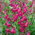 Penstemon Just Jayne