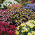 Nemesia Super fragrant Mixed
