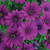 Osteospermum Single Flowered Mix