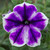 Petunia Designer Inksplash