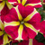 Petunia Queen of Hearts