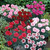 Dianthus Scent First Mixed