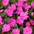 Impatiens Sunpatiens compact Lilac