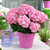 Hydrangea Miss Saori ( 2litre )