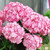 Hydrangea Miss Saori ( 2litre )