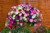 30 Petunia Easy Wave Mixed (Garden Ready)