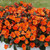 Impatiens Sunpatiens Electric Orange