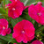 Impatiens Sunpatiens compact Magenta