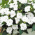 Impatiens Sunpatiens Compact White