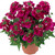 Nemesia Lyric Cherry