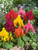 30 Celosia Mixed (Garden Ready)