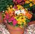 30 Nemesia Sundrops Mixed (Garden Ready)