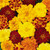 French Marigold Durango Mix
