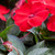 Impatiens Sunpatien compact Red