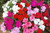 Impatiens New Guinea Divine (Garden Ready)