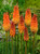 Kniphofia Alcazar