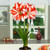 Amaryllis Exotic Peacock 26cm+
