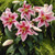 Lilium Mona Lisa