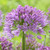 Allium Millennium Loose