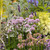 Allium Millennium Loose