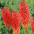 Kniphofia Nancy's Red