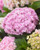 Hydrangea Doppio Nuvola