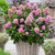 Escallonia laevis 'Pink Elle'
