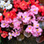 Begonia Semperflorens Devil Mix (Maxi Plugs)
