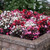 Begonia Semperflorens Devil Mix (Maxi Plugs)