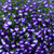 Lobelia California Dark Blue Eyes