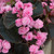 Begonia semperflorens Doublet Mixed