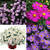 Brachyscome Mixed