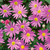 Brachyscome Surdaisy Strawberry Pink