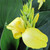 Canna Cannova Yellow