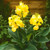 Canna Cannova Yellow