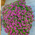 Petunia Designer Buzz Purple