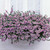 Scaevola Abanico Pink