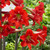 Amaryllis Sonatini Balentino