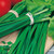 Chive (Garlic) Neko/Allium tuberosum Neko